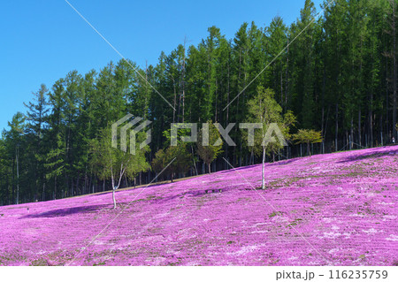 滝上公園の芝桜 北海道絶景の春の花畑 5月 滝上公園の芝桜 北海道絶景の春の花畑 5月 116235759
