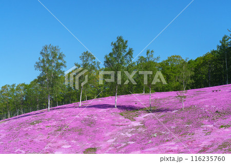 滝上公園の芝桜 北海道絶景の春の花畑　5月 116235760