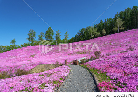 滝上公園の芝桜 北海道絶景の春の花畑　5月 116235763