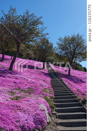 滝上公園の芝桜 北海道絶景の春の花畑 5月 滝上公園の芝桜 北海道絶景の春の花畑 5月 116235770