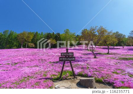 滝上公園の芝桜 北海道絶景の春の花畑　5月 116235771