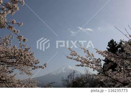 富士山と桜　日本の春 116235773
