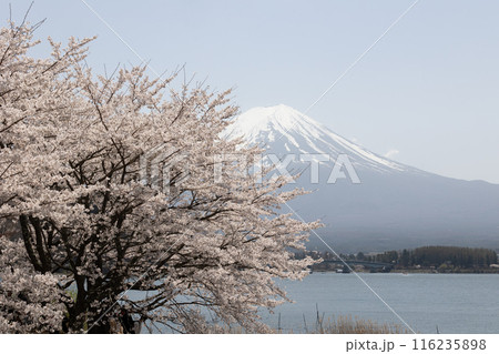 富士山と桜　日本の春 116235898