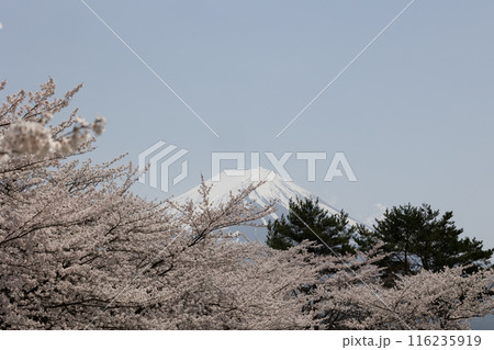 富士山と桜 日本の春 富士山と桜 日本の春 116235919