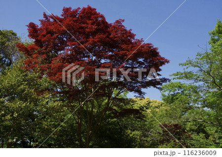源氏山公園の春 鎌倉市 源氏山公園の春 鎌倉市 116236009
