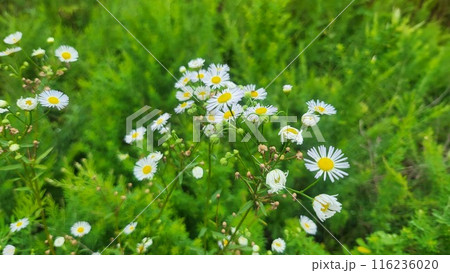 daisy flower daisy flower 116236020