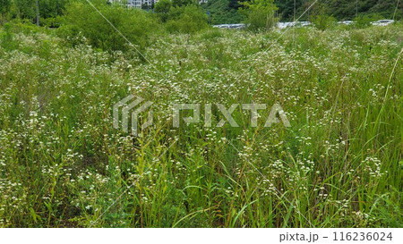 daisy flower daisy flower 116236024