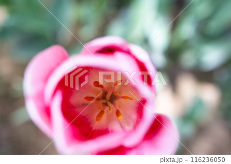 カラフルなチューリップ 116236050