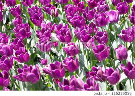 カラフルなチューリップ 116236059
