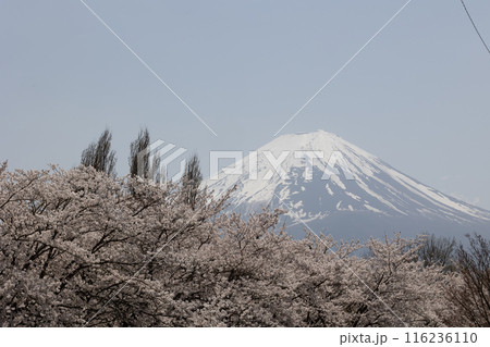 富士山と桜　日本の春 116236110