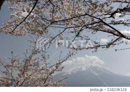 富士山と桜 日本の春 富士山と桜 日本の春 116236128
