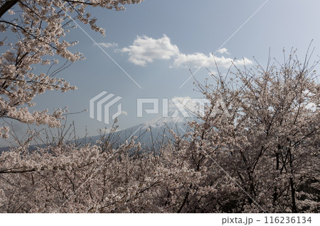 富士山と桜　日本の春 116236134