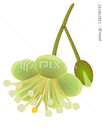 Durian flower and bud isolated on white background. 116236147
