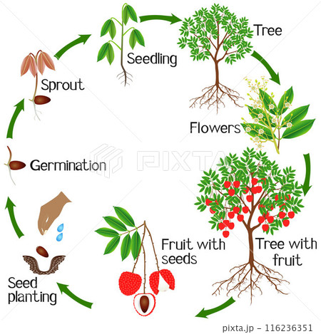 Life cycle of a lychee plant on a white background. 116236351
