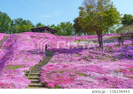 ひがしもこと芝桜公園　北海道初夏の絶景 5月 116236443