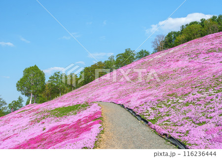 ひがしもこと芝桜公園　北海道初夏の絶景 5月 116236444