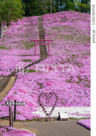 ひがしもこと芝桜公園 北海道初夏の絶景 5月 ひがしもこと芝桜公園 北海道初夏の絶景 5月 116236458