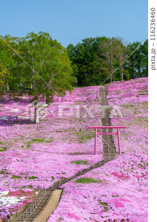 ひがしもこと芝桜公園　北海道初夏の絶景 5月 116236460