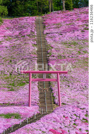 ひがしもこと芝桜公園　北海道初夏の絶景 5月 116236466