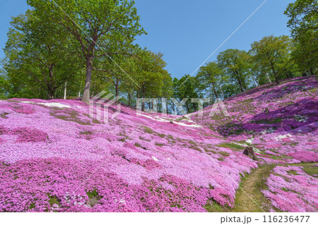 ひがしもこと芝桜公園　北海道初夏の絶景 5月 116236477