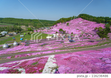 ひがしもこと芝桜公園　北海道初夏の絶景 5月 116236486