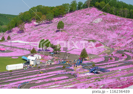 ひがしもこと芝桜公園　北海道初夏の絶景 5月 116236489