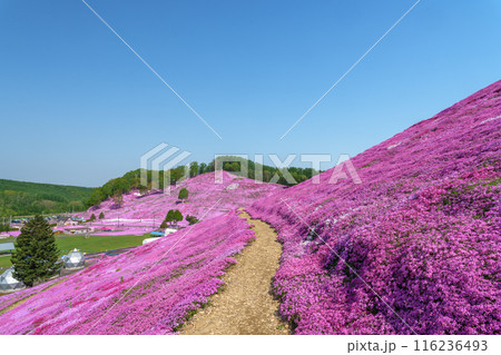 ひがしもこと芝桜公園　北海道初夏の絶景 5月 116236493