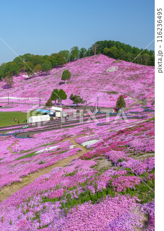 ひがしもこと芝桜公園　北海道初夏の絶景 5月 116236495