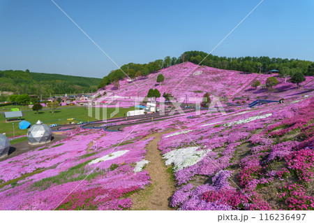 ひがしもこと芝桜公園 北海道初夏の絶景 5月 ひがしもこと芝桜公園 北海道初夏の絶景 5月 116236497