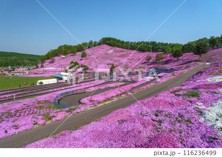 ひがしもこと芝桜公園 北海道初夏の絶景 5月 ひがしもこと芝桜公園 北海道初夏の絶景 5月 116236499