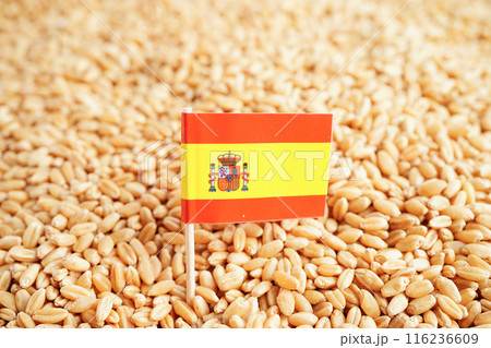 Spain flag on grain wheat, trade export and economy concept. 116236609