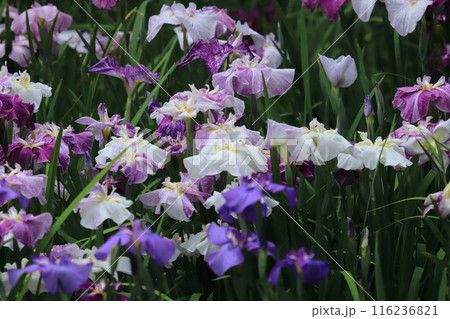 植物公園の花菖蒲 植物公園の花菖蒲 116236821