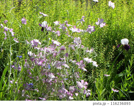 可憐な花ムギナデシコの桃色のグラデーションの花 116236893