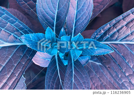 Colorful purple and blue Leaves Texture, Unusual Floral Background 116236905