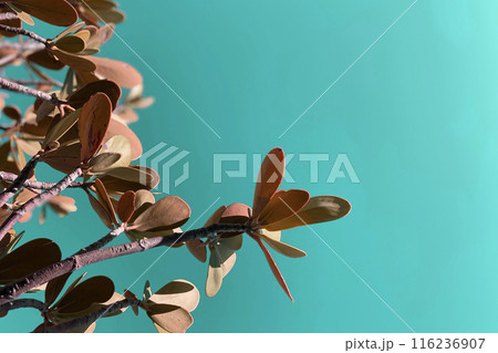 Colorful Leaves Texture, Unusual Floral Background 116236907