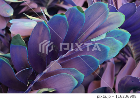 Colorful purple Leaves Texture, Unusual Floral Background 116236909