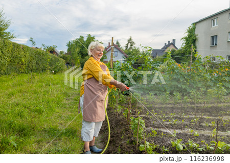 Senior woman watering fresh plants growing at home vegetable garden. Gardener taking care of plants at the backyard of her house. Concept of sustainability and growing organic 116236998