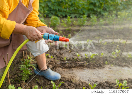 Senior woman watering fresh plants growing at home vegetable garden. Gardener taking care of plants at the backyard of her house. Concept of sustainability and growing organic Senior woman watering fresh plants growing at home vegetable garden. Gardener taking care of plants at the backyard of her house. Concept of sustainability and growing organic 116237007