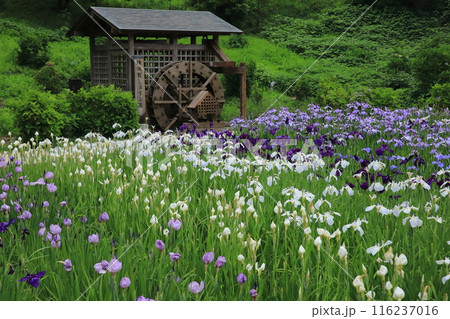 横須賀しょうぶ園の花しょうぶ 116237016