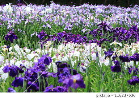 横須賀しょうぶ園の花しょうぶ 116237030