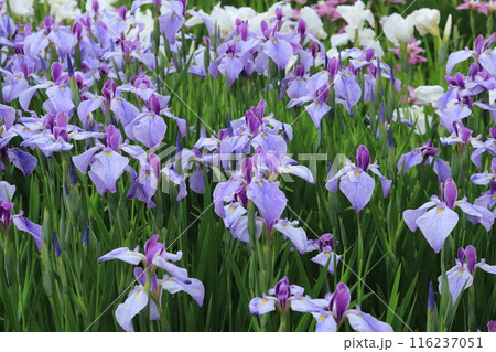 横須賀しょうぶ園の花しょうぶ 116237051
