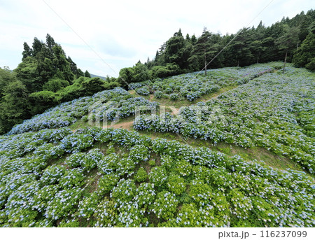山のあじさい園 空撮 山のあじさい園 空撮 116237099