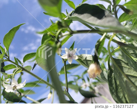 唐辛子の花 菜園/写真 唐辛子の花 菜園/写真 116237127