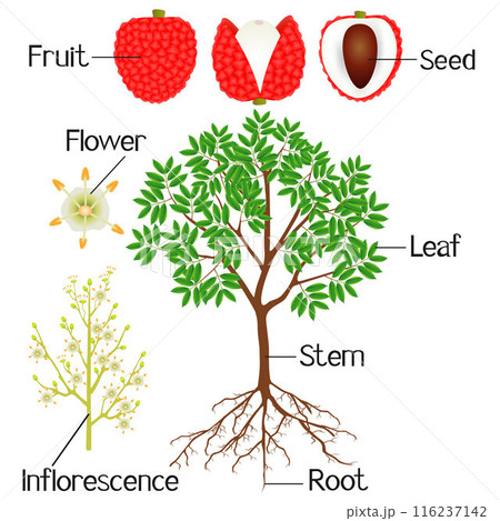 An illustration showing parts of a lychee plant on a white background. 116237142