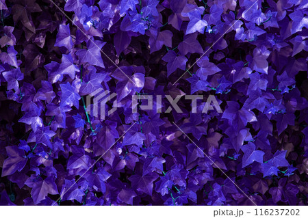 Unusual Floral Background, Colorful Leaves Texture Unusual Floral Background, Colorful Leaves Texture 116237202