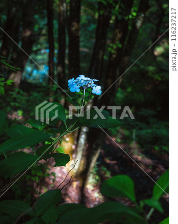 木漏れ日が当たる紫陽花 木漏れ日が当たる紫陽花 116237217