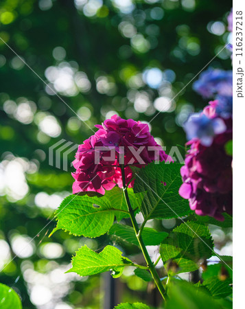 赤い紫陽花 116237218