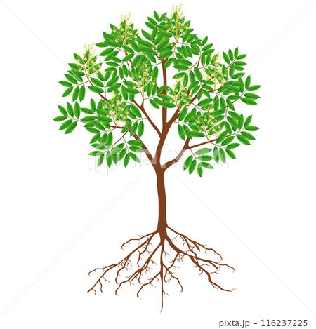 Lychee tree with flowers and roots on a white background. Lychee tree with flowers and roots on a white background. 116237225