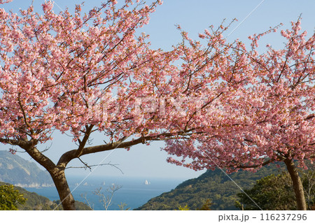海を背景にした満開の河津桜 116237296