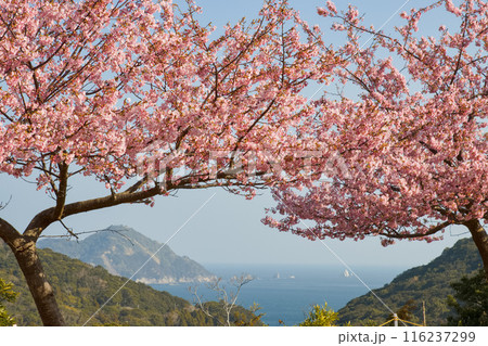 海を背景にした満開の河津桜 116237299